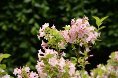 Badem bozkır, ya da badem düşük, ya da cüce badem, ya da bambu (Amygdalus nana)