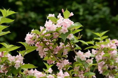 Badem bozkır, ya da badem düşük, ya da cüce badem, ya da bambu (Amygdalus nana)