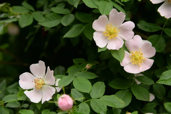 Rosa Perro Rosa Canina —  Fotos de Stock