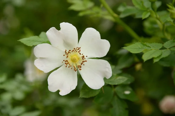 Rosa Perro Rosa Canina —  Fotos de Stock