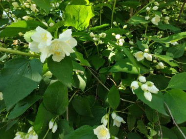 Yasemin, Yasemin, Yasemin (eski), (Jasminum, Pers Yasmine, Yasemin)