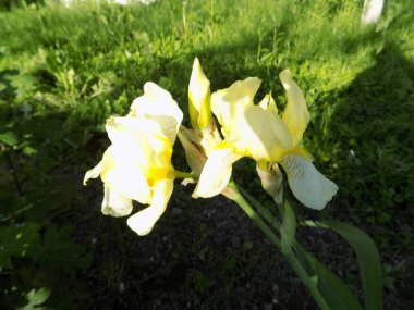 Iris, ya da Kasatik, ya da Horoz (lat. ris)