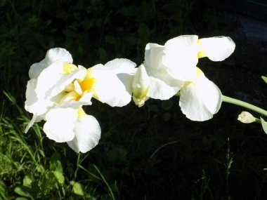 Iris, ya da Kasatik, ya da Horoz (lat. ris)