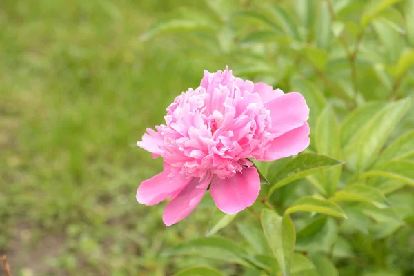 Peony (Paeonia) - the only family of plants of the family of peony (Paeoniaceae).
