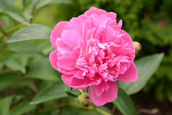 Şakayık (Paeonia) - şakayık ailesinin tek bitki ailesi (Paeoniaceae).