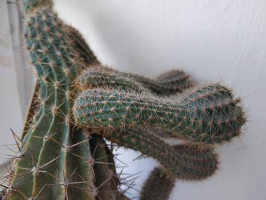 Kaktüs (Kaktaceae) - karanfil (Caryophyllales) familyasından sulu bitkiler familyasıdır.)