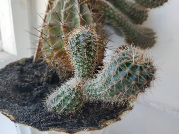 Cactus Cactaceae Οικογένεια Των Χυμωδών Φυτών Της Τάξης Του Γαρύφαλλου — Φωτογραφία Αρχείου