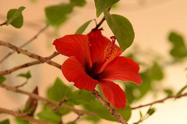Chinese Hibiscus or Chinese Rose (Hibiscus rosa-sinensis)
