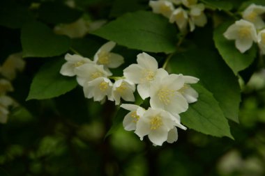 Yasemin, Yasemin, Yasemin (eski), (Jasminum, Pers Yasmine, Yasemin)