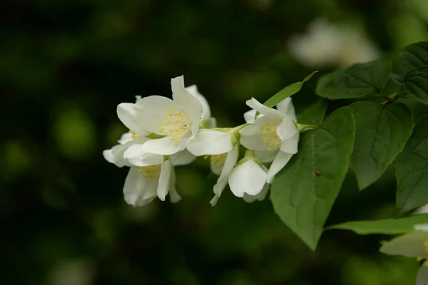 Jasmin Jasmin Jasmin Obsolet Jasminum Persischer Yasmin Yasemin — Stockfoto