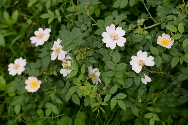 Rosa Perro Rosa Canina —  Fotos de Stock