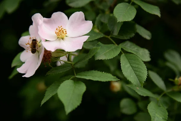 Rosa Perro Rosa Canina — Foto de Stock