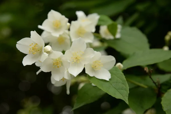 Jasmim Jasmim Jasmim Obsoleto Jasminum Persa Yasmine Yasemin — Fotografia de Stock