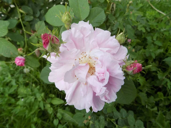 Rosa, wild rose (Rosa L.) - the genus and cultural form of plants of the pink family