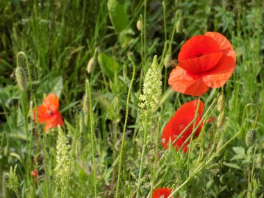 Poppy (Papaver)-haşhaş ailesinden bitkilerin cins (Papaveraceae)
