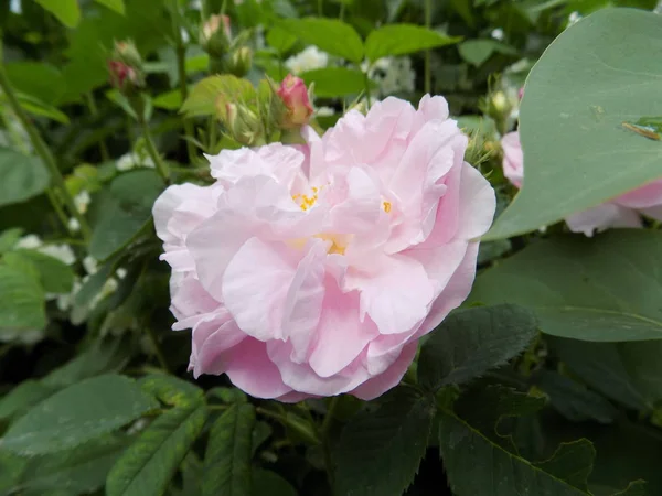 Rosa, wild rose (Rosa L.) - the genus and cultural form of plants of the pink family