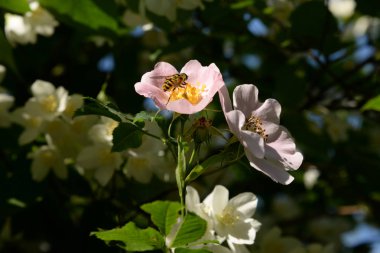 Köpek Balığı Gül (Rosa Canina)