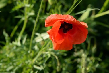 Poppy (Papaver)-haşhaş ailesinden bitkilerin cins (Papaveraceae)