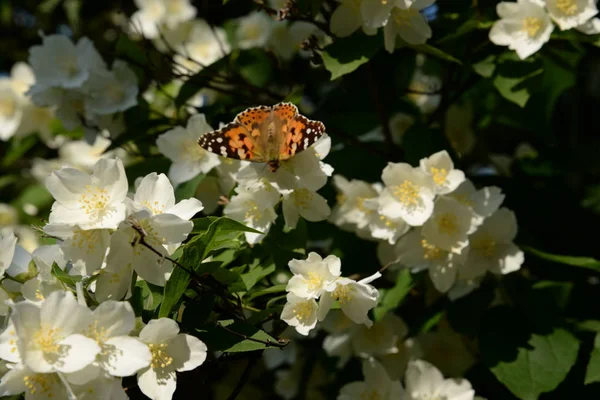 Sonjawik Booby Vanessa Cardui — Stock Photo, Image