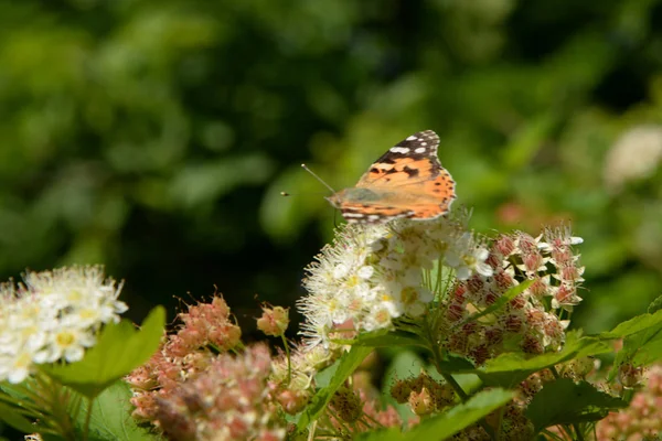 Sonjawik Booby Vanessa Cardui — Stock Photo, Image