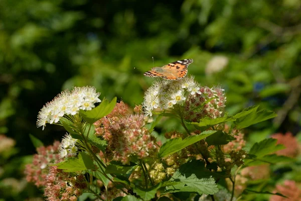 Sonjawik Booby Vanessa Cardui — Photo