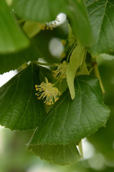 Tilleul Forme Coeur Tilleul Petites Feuilles Lat Tlia Cordta — Photo