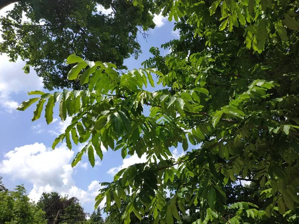 Pecan Carya Illinoinensis Közös Megjelenés — Stock Fotó