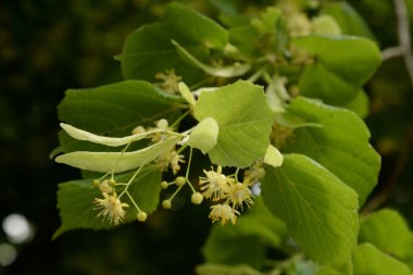 Kalp şeklindeki ıhlamur veya küçük yapraklı ıhlamur (Lat. tlia cordta)
