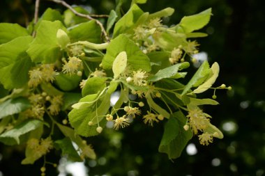 Kalp şeklindeki ıhlamur veya küçük yapraklı ıhlamur (Lat. tlia cordta)