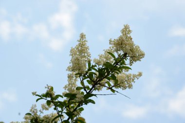 Nemlendirici boynuzları (Latin Hidangea paniculata)