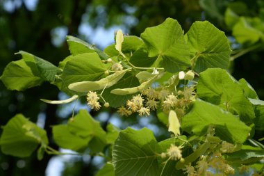Kalp şeklindeki ıhlamur veya küçük yapraklı ıhlamur (Lat. tlia cordta)