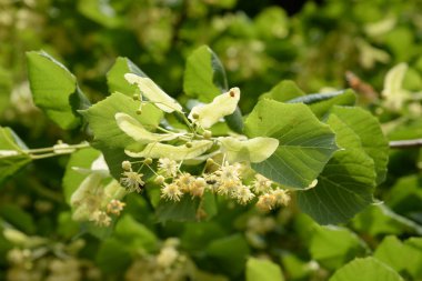 Kalp şeklindeki ıhlamur veya küçük yapraklı ıhlamur (Lat. tlia cordta)