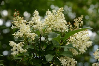 Nemlendirici boynuzları (Latin Hidangea paniculata)