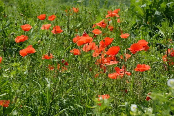 Vallmo Papaver Ett Släkte Växter Från Familjen Vallmo Papaveraceae — Stockfoto