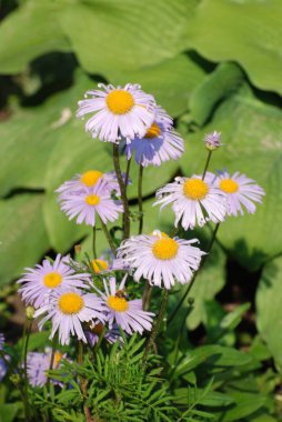 Romashka (Lat. Matricria)-Astrovye ailesinin çok yıllık çiçekli bitkilerin bir cins
