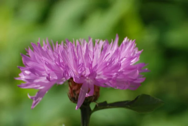 Aster Alpine Aster Alpine — Stock Photo, Image