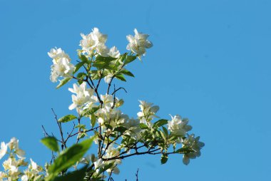 Yasemin, Yasemin, Yasemin (eski), (Jasminum, Pers Yasmine, Yasemin)