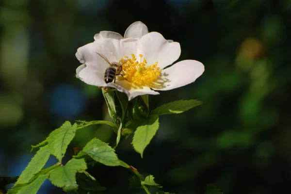 Ροδοψάρι Τριαντάφυλλο Rosa Canina — Φωτογραφία Αρχείου