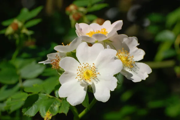 Rosa Perro Rosa Canina — Foto de Stock