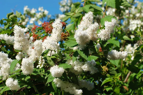 Увлажняющие Рога Лат Hyhesgea Paniculata — стоковое фото