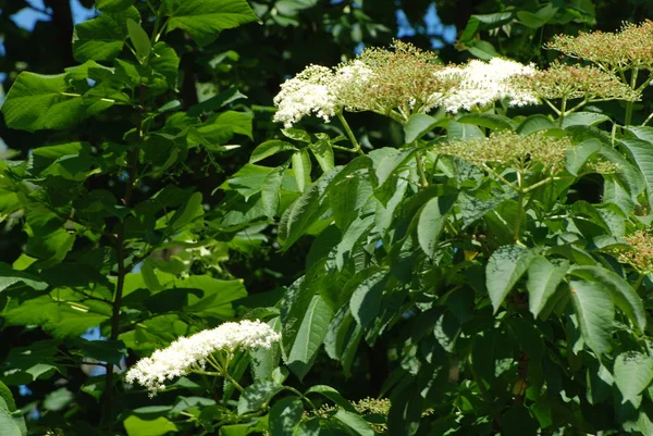 Buzzum Sambucus Genus Flowering Plants Family Pepper Adoxaceae — Stock Photo, Image