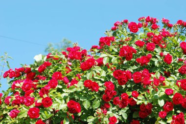 Rosa, yabani gül (Rosa L.) - pembe familyanın kültür ve cinsi.