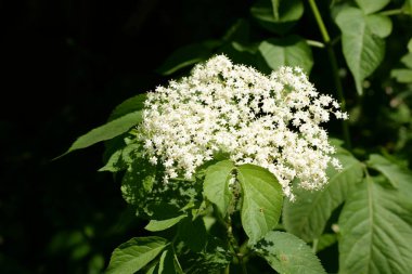 Buzzum (Sambucus) - Pepper (Adoxaceae) familyasından çiçekli bitkilerin bir cinsine)