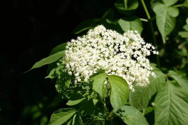 Buzzum Sambucus Género Botânico Pertencente Família Pepper Adoxaceae — Fotografia de Stock