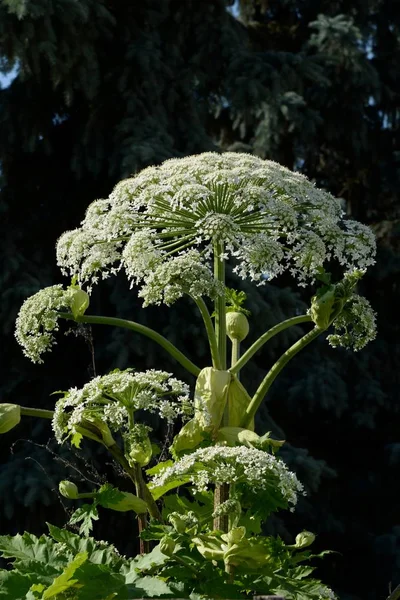 Borschivnik Sosnowski Heracleum Sosnowskyi Manden — Stockfoto