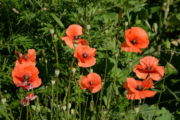 ポピー Papaver ケシの家族からの植物の属 Papaveraceae — ストック写真