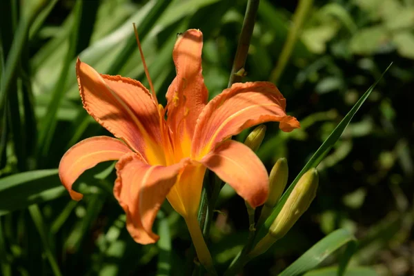 Lilia Lilium Nombre Popular Ucraniano Del Lirio —  Fotos de Stock