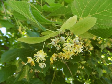 Kalp şeklindeki ıhlamur veya küçük yapraklı ıhlamur (Lat. tlia cordta)