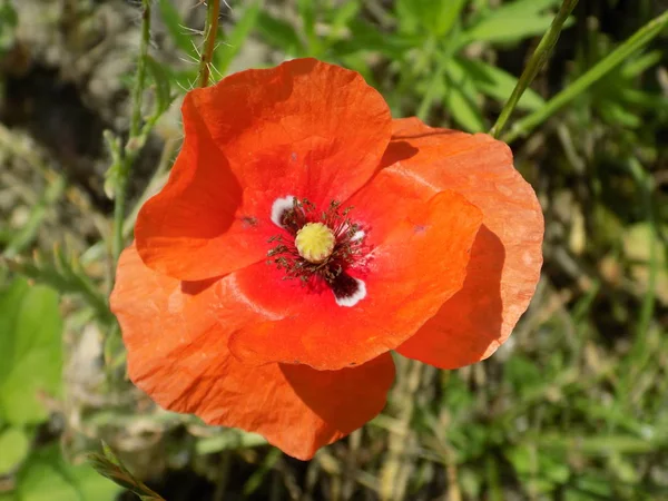 Poppy Papaver Género Botânico Pertencente Família Das Papaveraceae — Fotografia de Stock