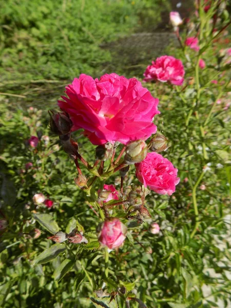 Rosa, wild rose (Rosa L.) - the genus and cultural form of plants of the pink family